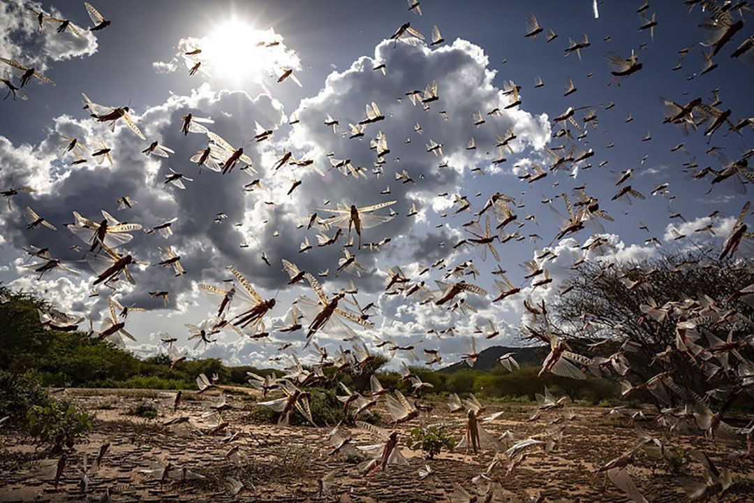 Desert locust swarms fly in north-eastern Kenya, destroying crops and farmlands. Ravenous swarms threaten entire East Africa subregion. Photo: FAO/Sven Torfinn