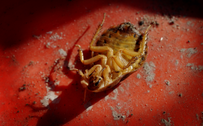 Cockroaches as animal feed in Belarus