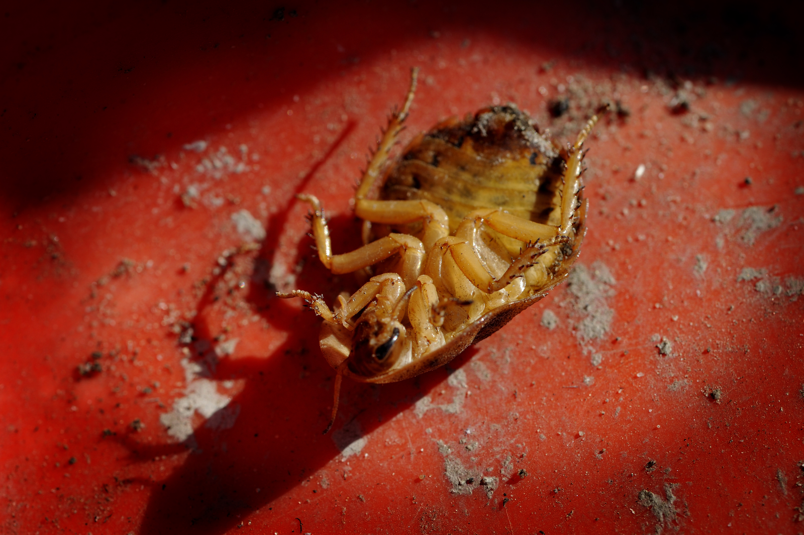 Cockroaches as animal feed in Belarus