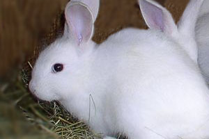 Effect of organic acidifiers on growing rabbits