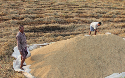 Indian wheat needs boost in coming years