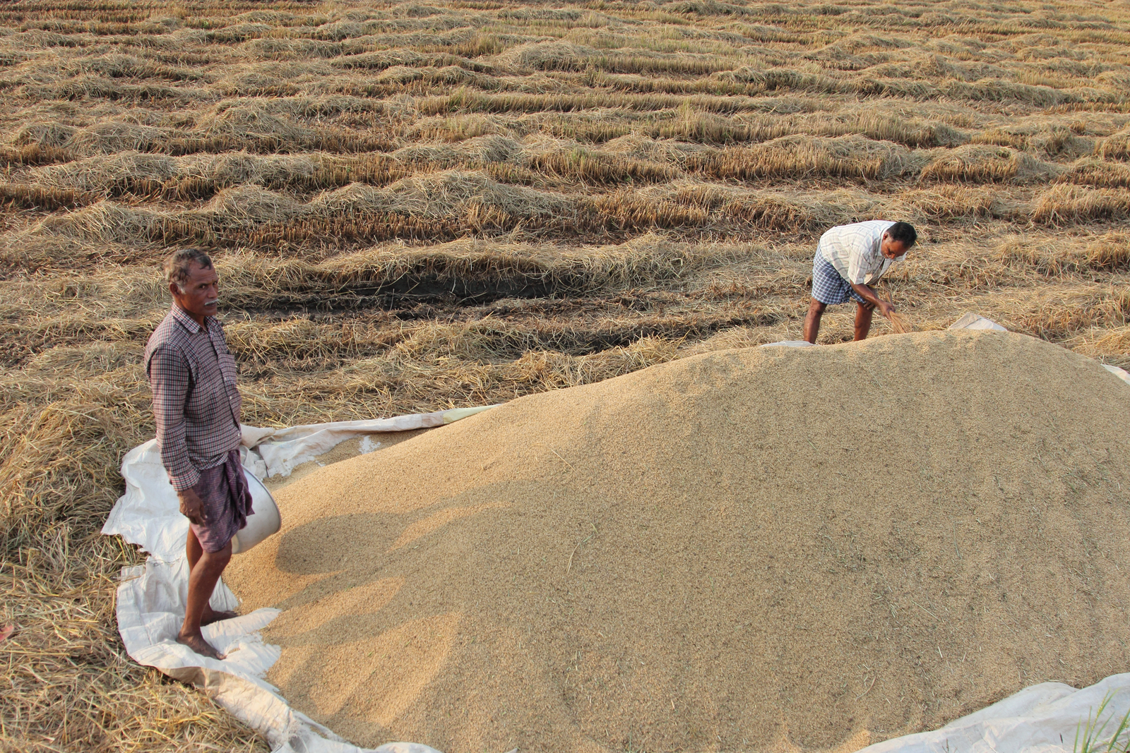 Indian wheat needs boost in coming years