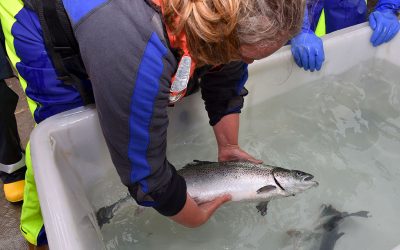 The salmon can weigh up to 5.5kgs at harvest. Photo: Chris McCullough