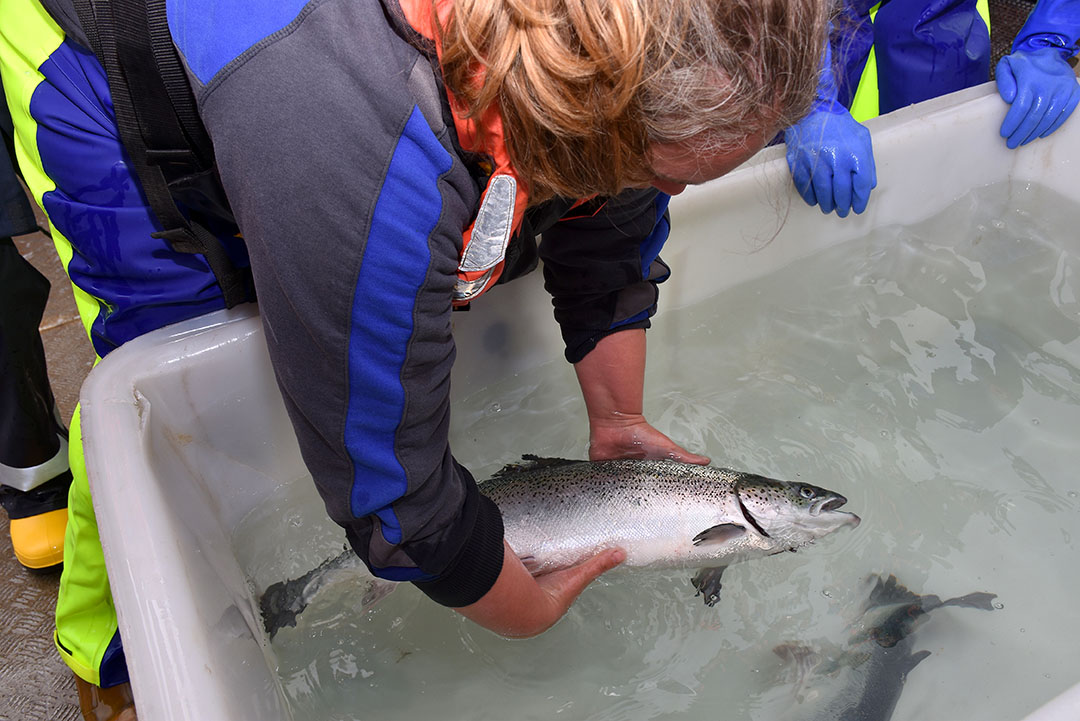The salmon can weigh up to 5.5kgs at harvest. Photo: Chris McCullough