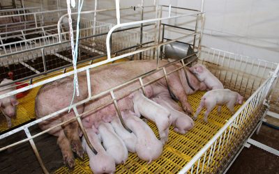 A sow nursing her piglets in southern Vietnam, where daily temperatures can easily be 35ÚC. Photo: Vincent ter Beek