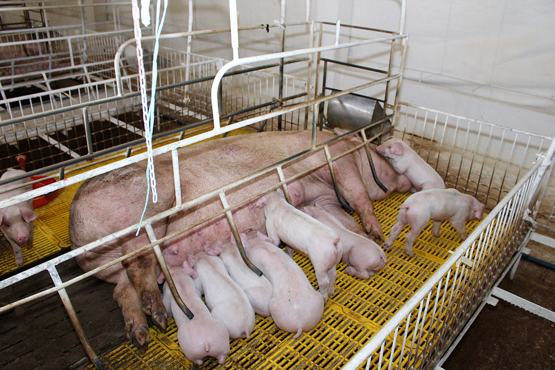 A sow nursing her piglets in southern Vietnam, where daily temperatures can easily be 35ÚC. Photo: Vincent ter Beek