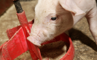 Effects of heat damage on canola meal fed to pigs