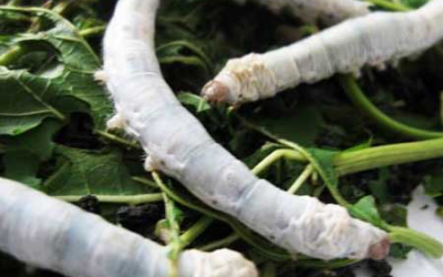 silk worms