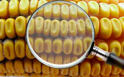 Biomin: Latest results of mycotoxin survey report