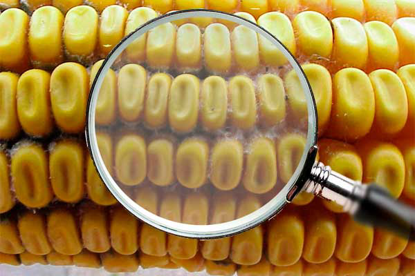 Biomin: Latest results of mycotoxin survey report