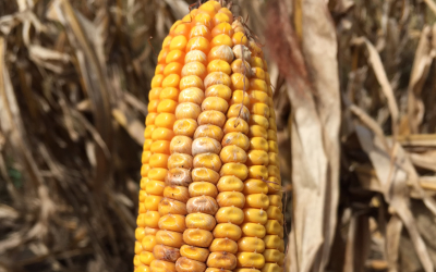 Managing mycotoxins with feed additives