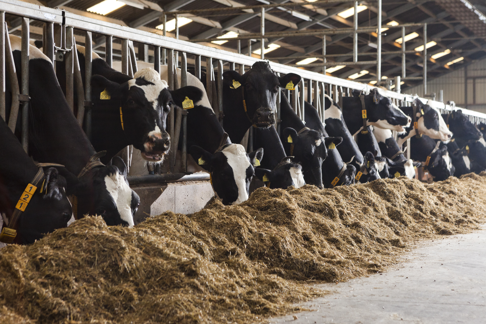 An animal s oxidative ( balance is one of the many factors that can limit milk production.