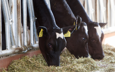 Successful dairy farming starts with feed. Photo: Ronald Hissink