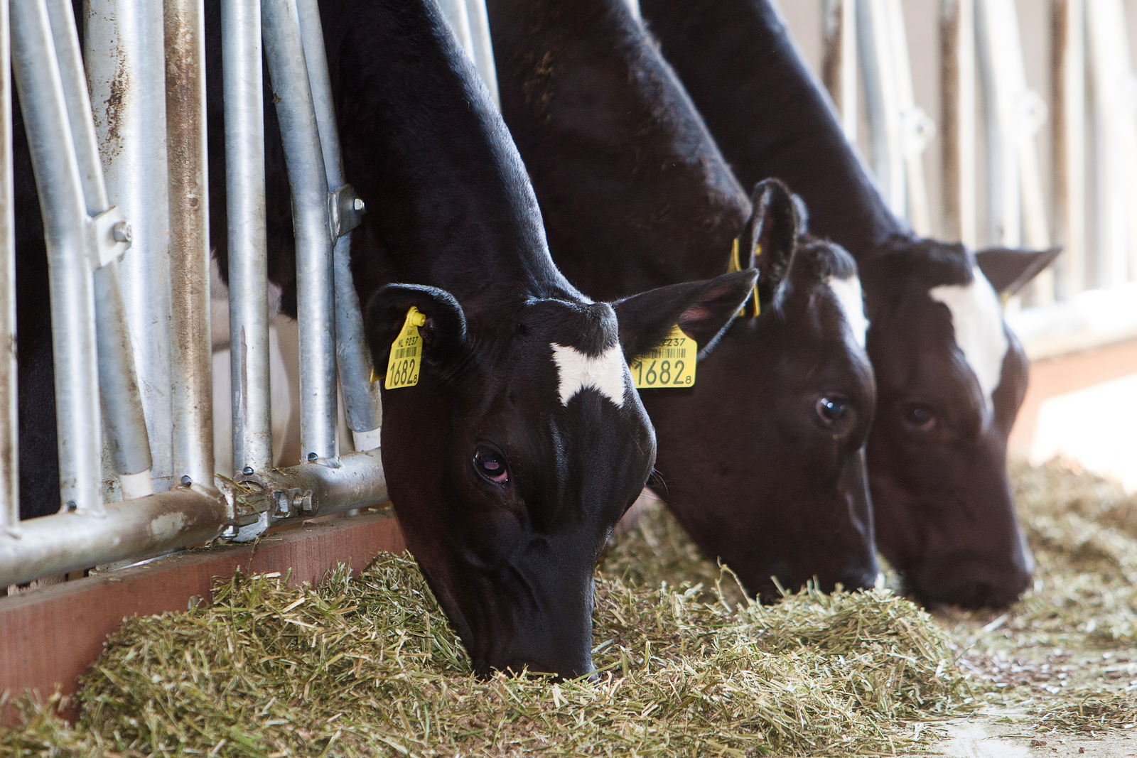 Successful dairy farming starts with feed. Photo: Ronald Hissink