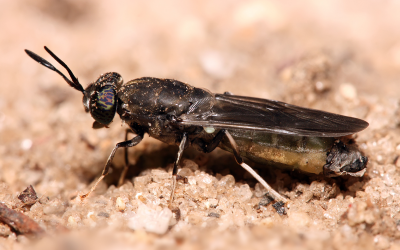 Insects could replace soya in poultry feed