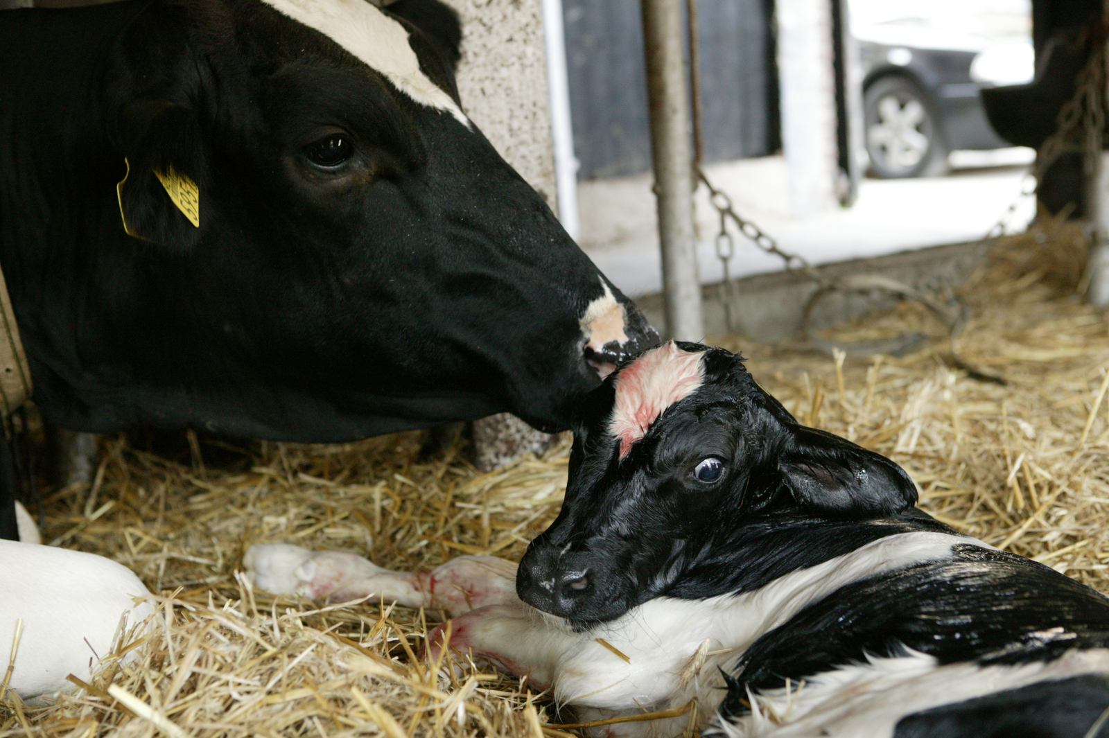 Cows may experience a negative energy balance after calving. Adding live yeast to the diet in the pre-partum period might help. [Photo: Michiel Zoeter]