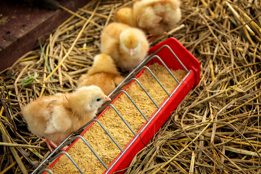 The beginning of a chick s life is full of challenges that can be physiological or behavioural. Photo: Shutterstock