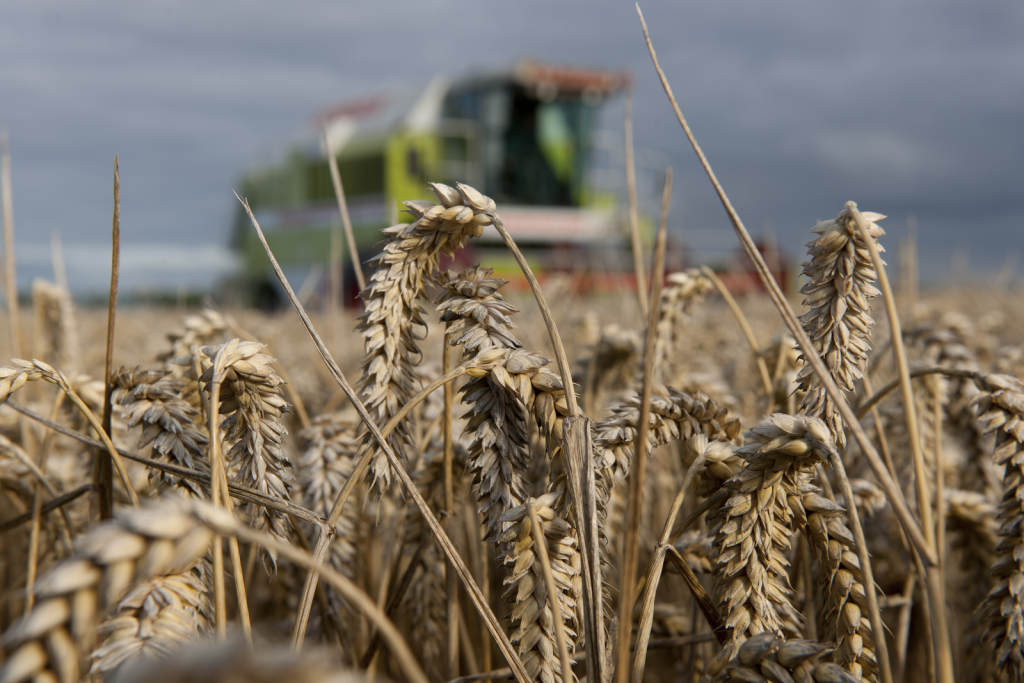 Edgy market produces grain price spikes - All About Feed