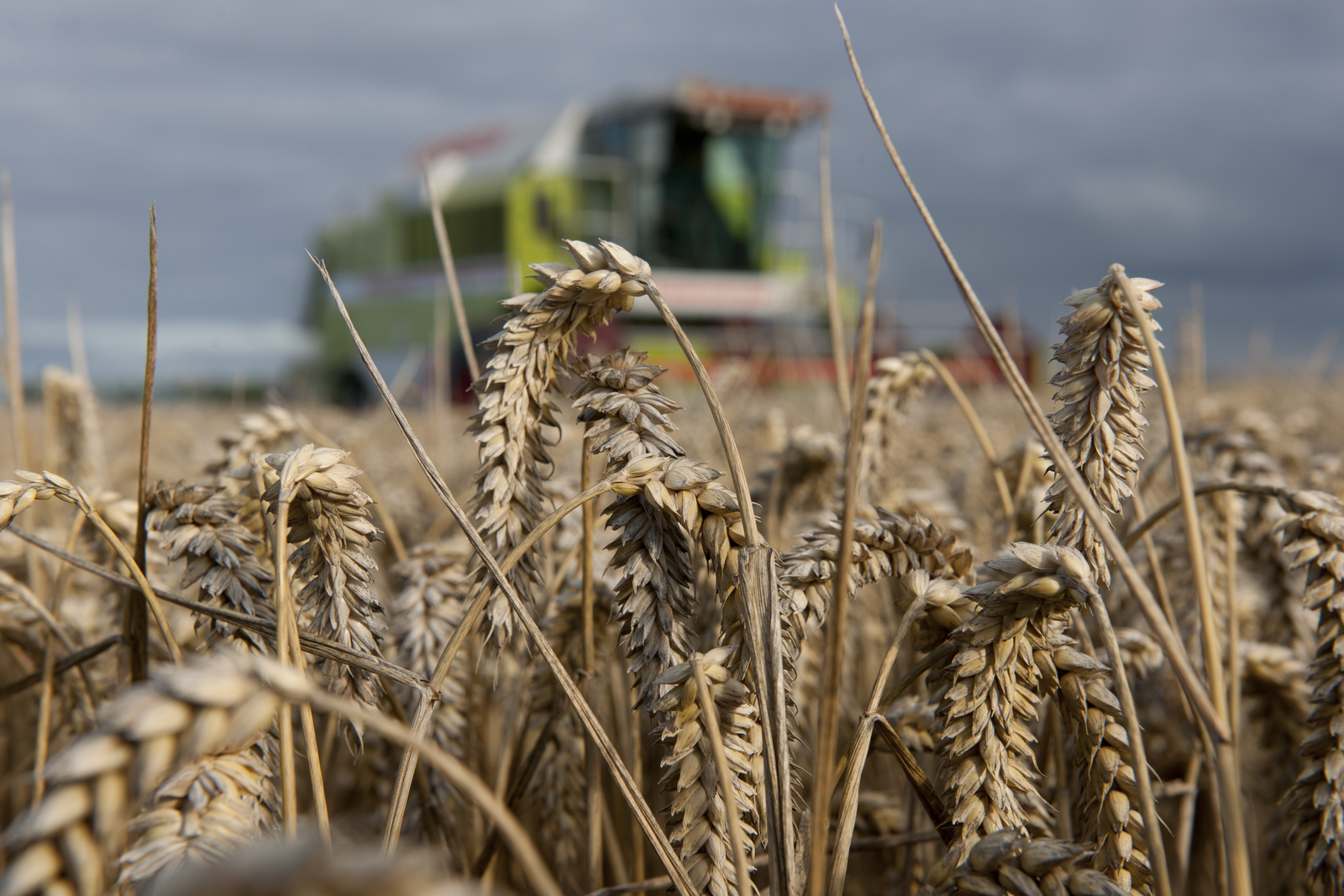 Edgy market produces grain price spikes