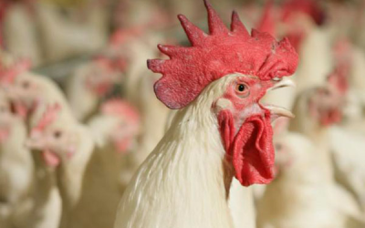 Selenium and its benefits for poultry