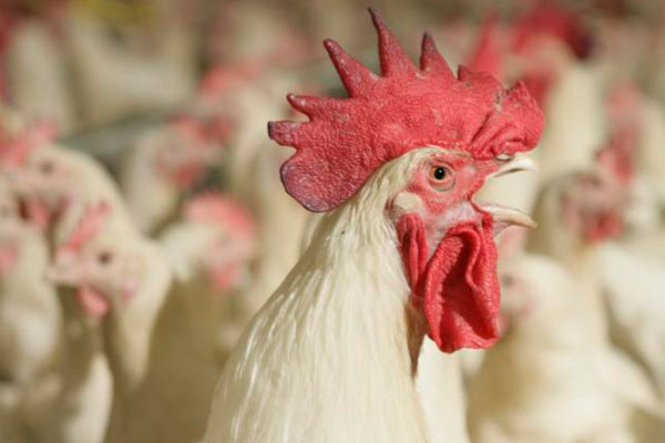Selenium and its benefits for poultry