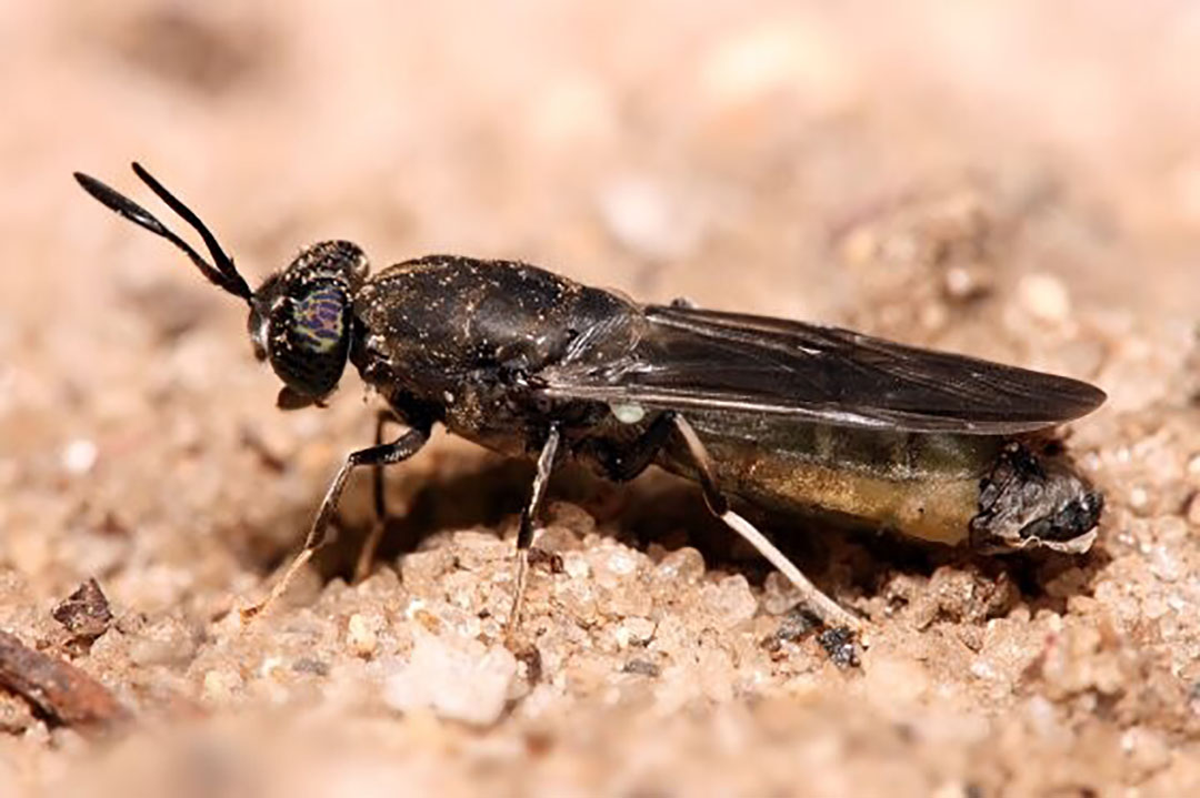 The plant is set to produce 60,000 tonnes of animal feed protein yearly from the highly nutritional Hermetia Illucens, also known as the black soldier fly. Photo: Shutterstock.