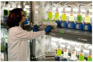 One of the main tasks in algae production is to distinguish the most productive strains.