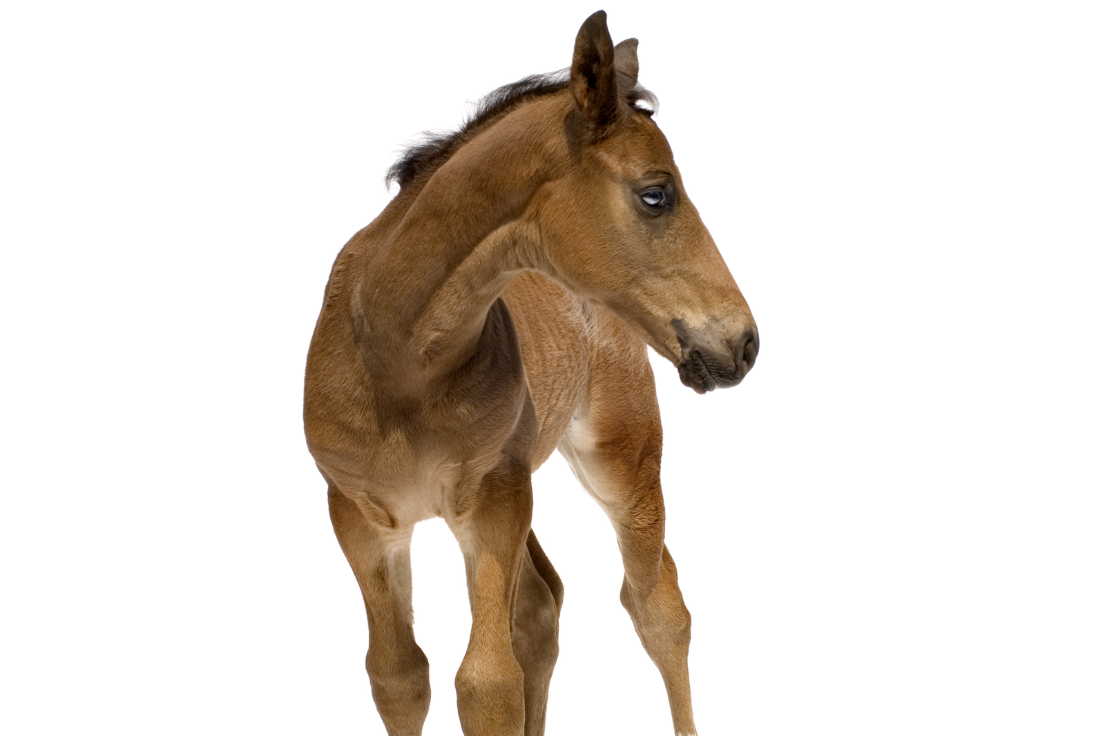 Ad-lib feeding of mares profits the foal