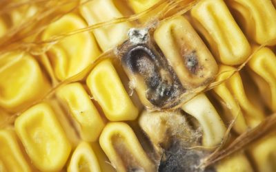 Lower Aflatoxin B1 risk for Ukraine and Slovakia. Photo: Shutterstock