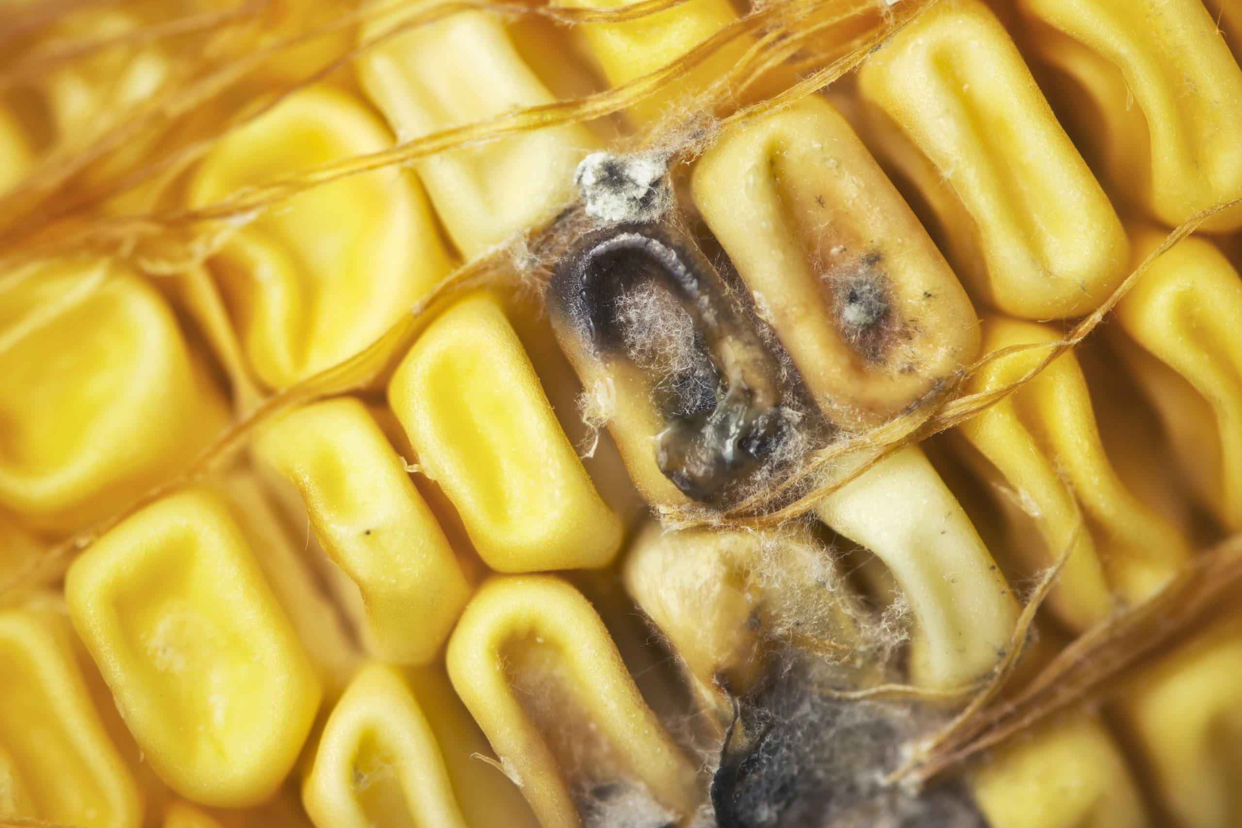 Lower Aflatoxin B1 risk for Ukraine and Slovakia. Photo: Shutterstock