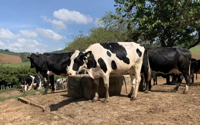 Dairy cattle in Minas Gerias, Brazil. Photo: Daniel Azevedo