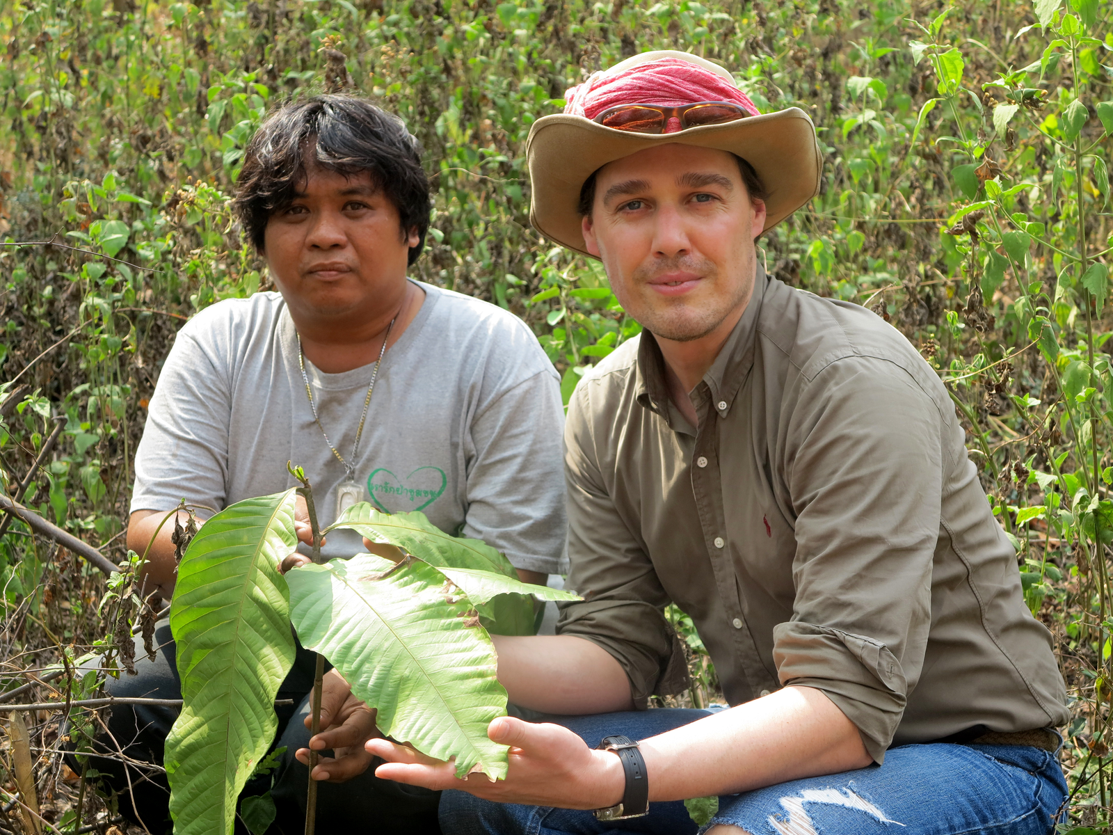 Delacon trees in Thailand grow well