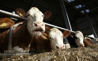 Feeding cows shredded and treated newspapers. Photo: Hans Prinsen