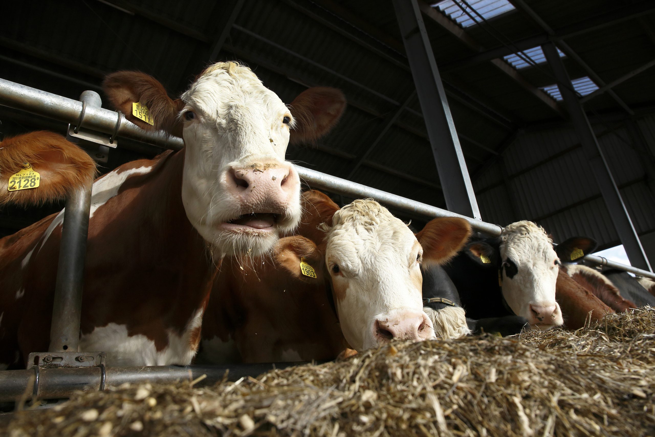 Feeding cows shredded and treated newspapers. Photo: Hans Prinsen