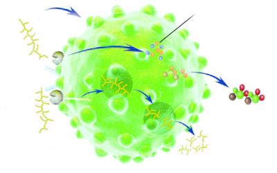 Yeast: A tool to reduce antibiotic use