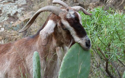 Dry areas to profit from feeding cactus to livestock