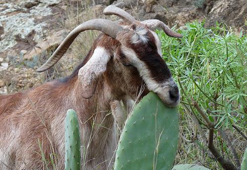 Dry areas to profit from feeding cactus to livestock