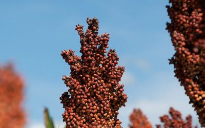 Tannin-free sorghum: normal for EU countries