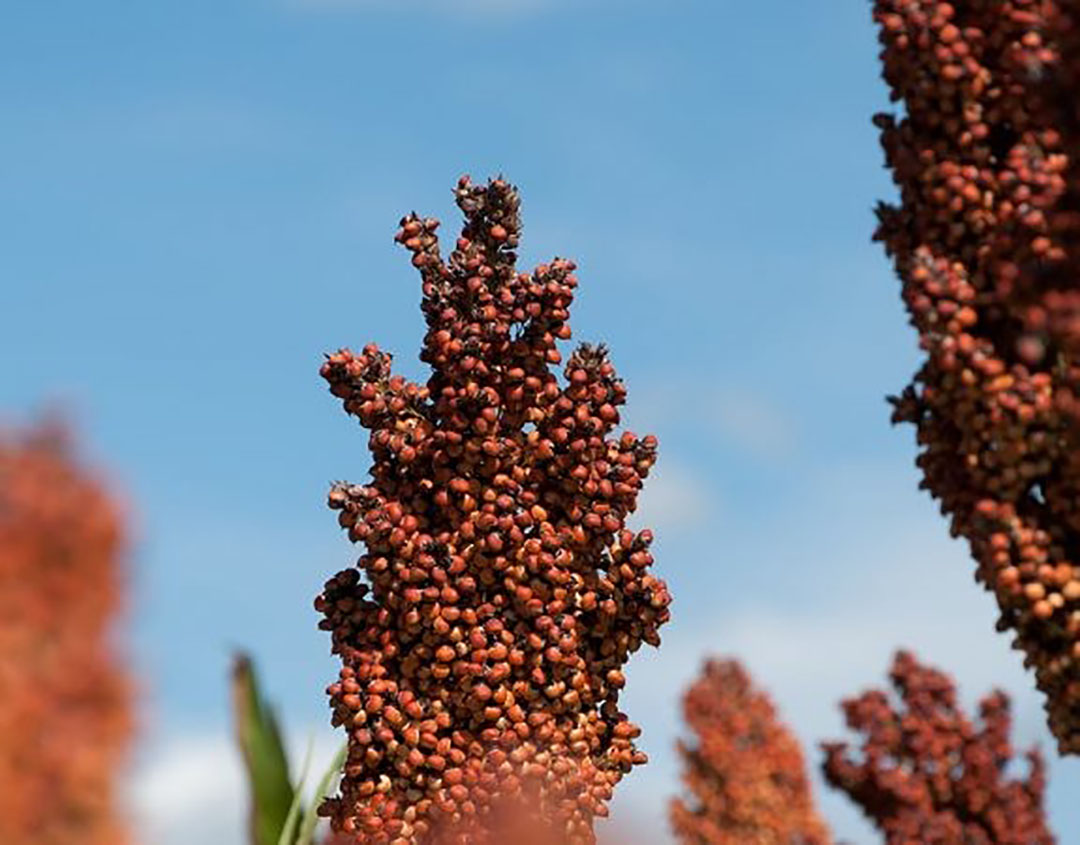 Tannin-free sorghum: normal for EU countries