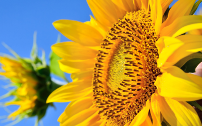 Young sunflowers. Pigs can do well on a diet containing technically enhanced sunflower meal.<em> Photo: Oleksandr Umanets