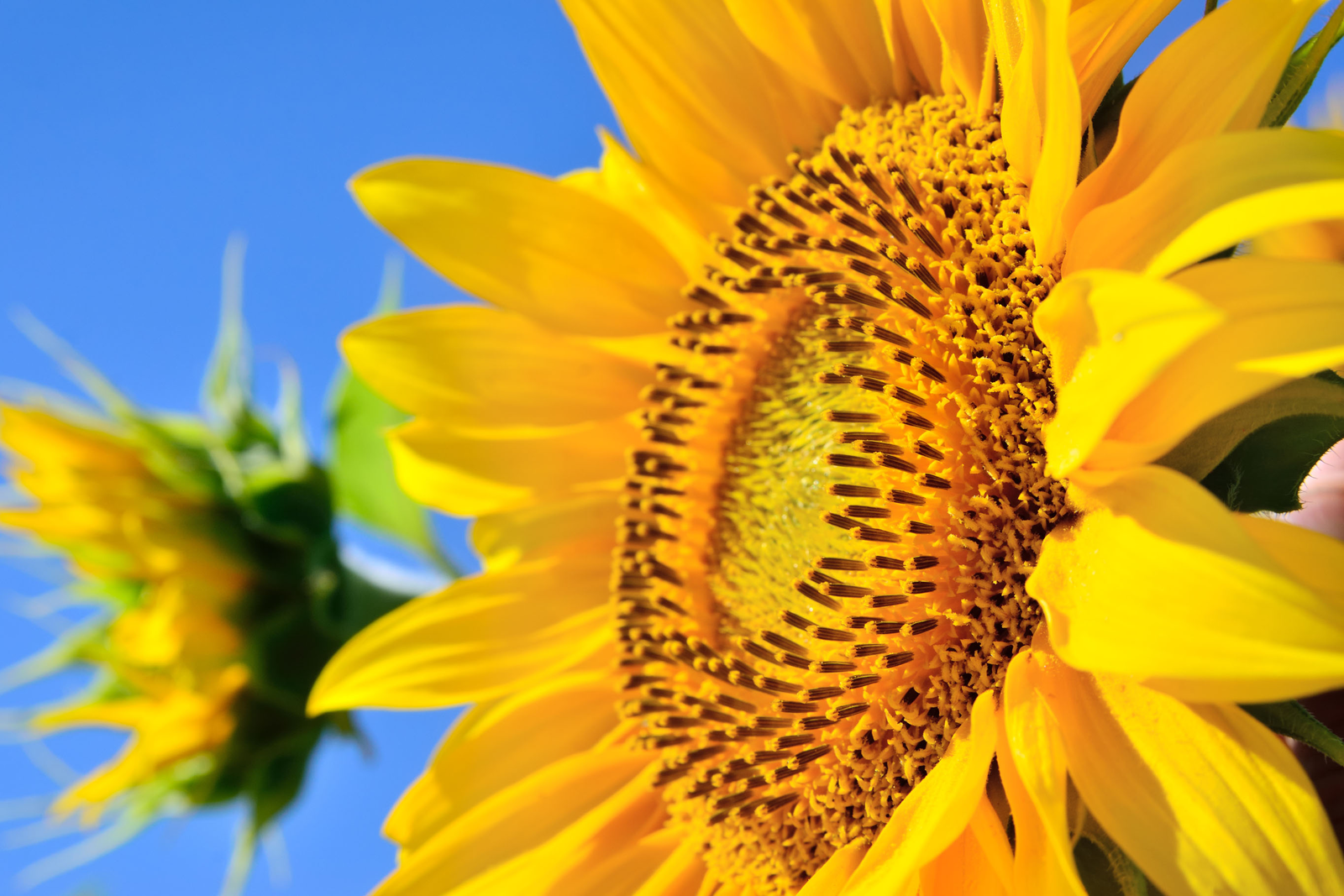 Young sunflowers. Pigs can do well on a diet containing technically enhanced sunflower meal.<em> Photo: Oleksandr Umanets