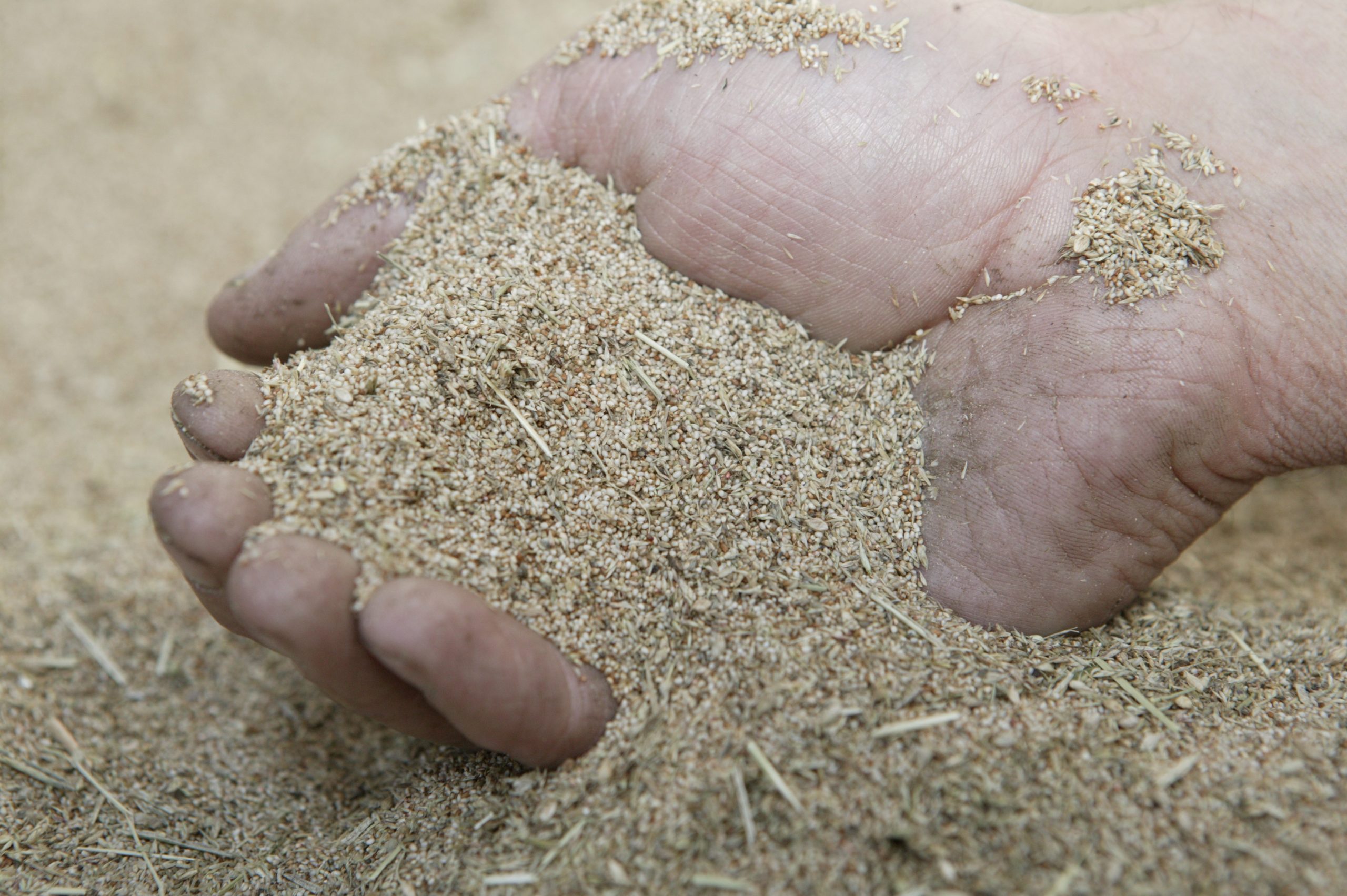 Teff grain ideal for obese ponies. Photo: Henk Riswick