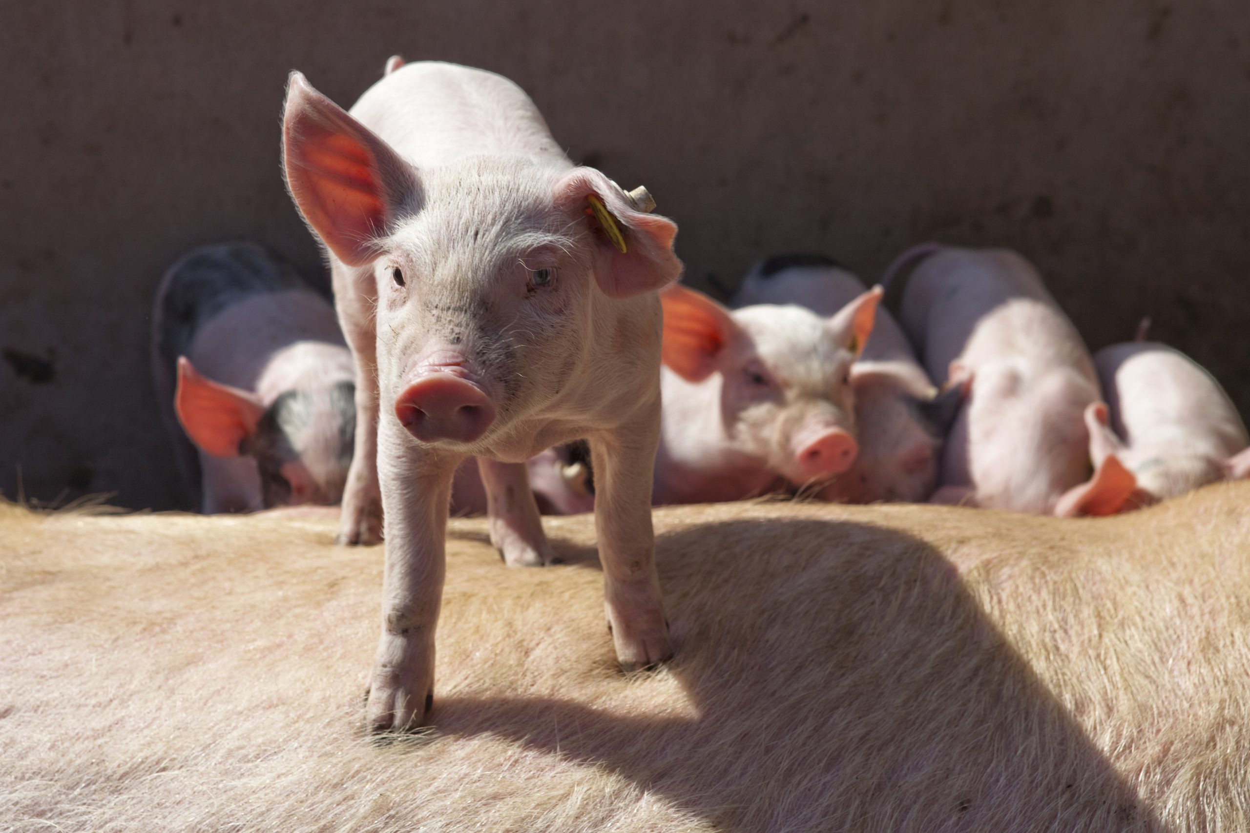 The trichothecene mycotoxins, such as deoxynivalenol (aka DON or vomitoxin) and T2 toxin, can cause some of the greatest damage to the intestinal tract of pigs. Photo: Jan Willem Schouten