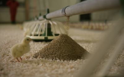 Ukraine s feed industry   renewing facilities and processes