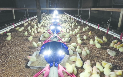 Improving feed efficiency with new lighting product