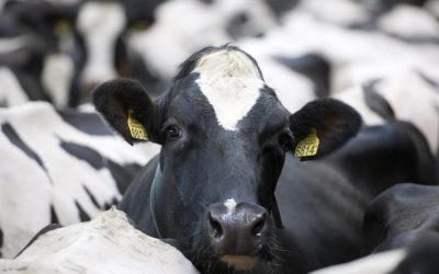 Seaweed makes healthier cows