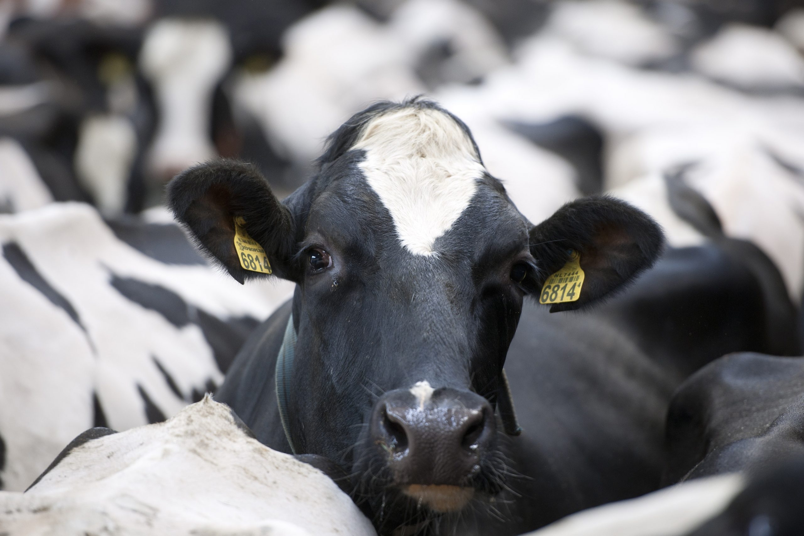 Seaweed makes healthier cows