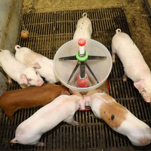 The newly weaned piglets have a feeder in the pen to offer the animals dry food in addition to liquid feed. Photo: Henk Riswick