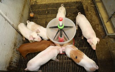 The newly weaned piglets have a feeder in the pen to offer the animals dry food in addition to liquid feed. Photo: Henk Riswick