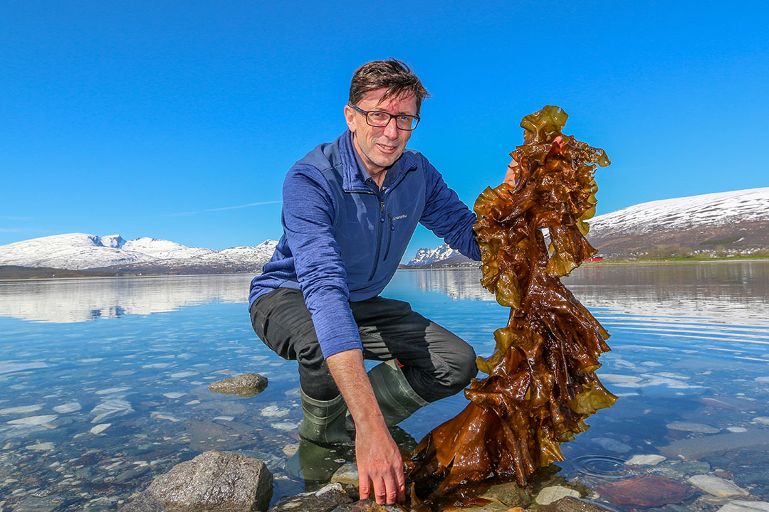 Philip James from New Zealand coordinates AquaVitae, an ¬ 8 million EU funded low-trophic aquaculture project. Here holding an example of macroalgae in Tromsø, Norway. Macroalgae is one of the five value chains to be addressed in the project. Photo: Nofima